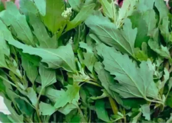 Bathua Benefits
