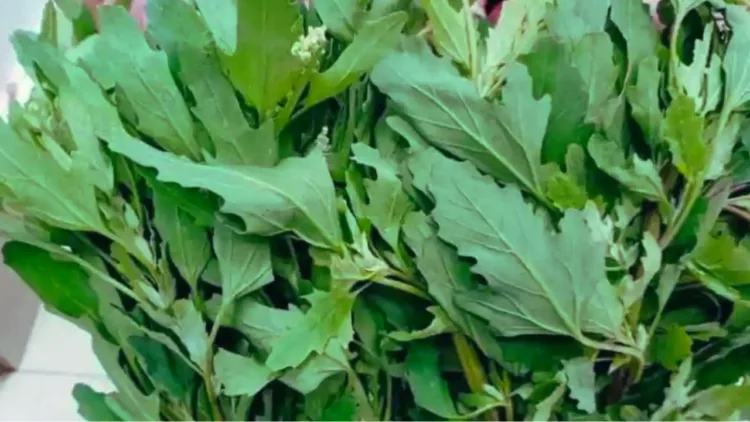 Bathua Benefits