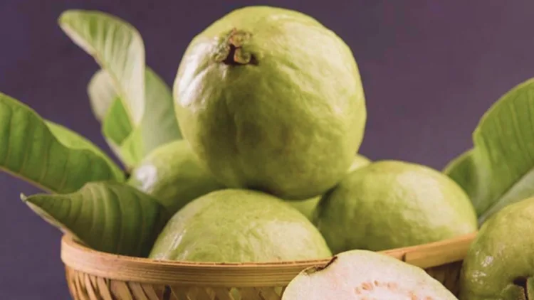 Guava Benefits