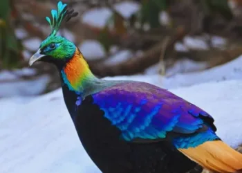 मोनाल 