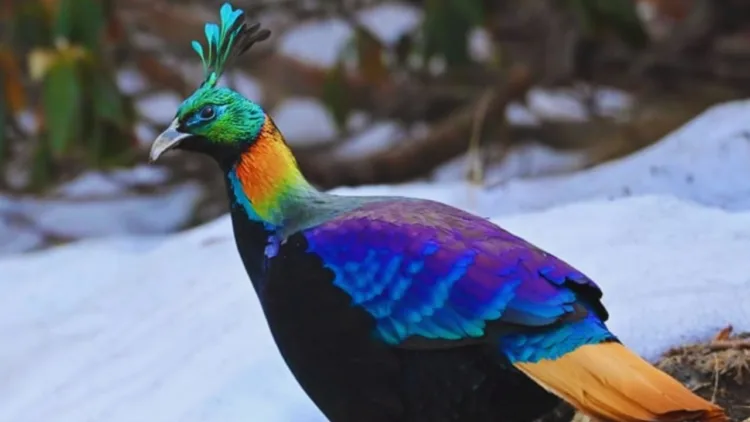 मोनाल 