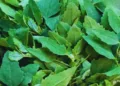 Bathua Benefits
