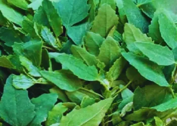 Bathua Benefits