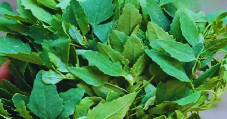 Bathua Benefits