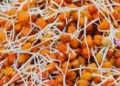 sprouted chana benefits
