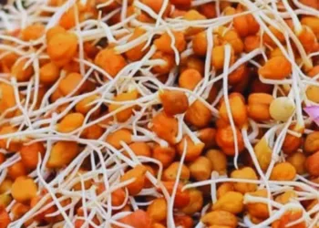 sprouted chana benefits