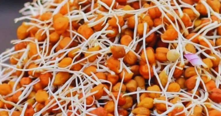 sprouted chana benefits