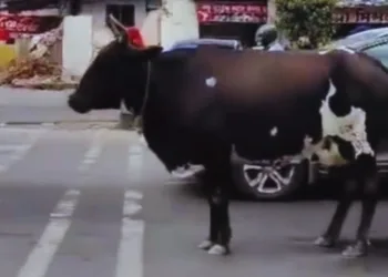 लाल बत्ती पर रुक गई गाय