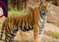 Corbett National tiger park mobile ban