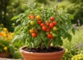 How to Grow Tomatoes