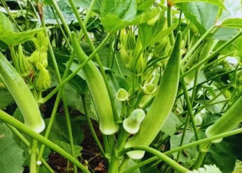 ladyfinger cultivation in pot