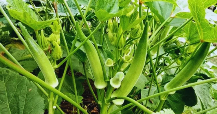 ladyfinger cultivation in pot