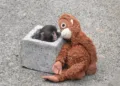 Japan's baby monkey video