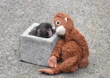 Japan's baby monkey video