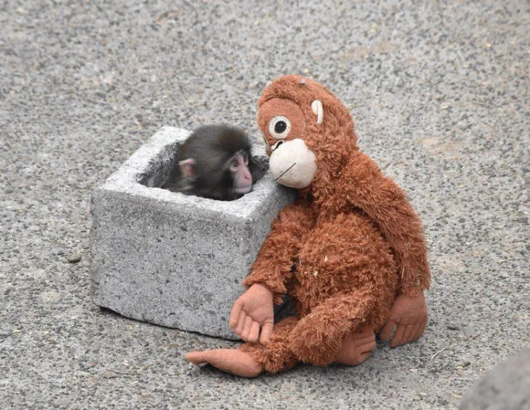 Japan's baby monkey video