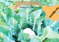 गांव में सब्जी की खेती का एक दृश्य