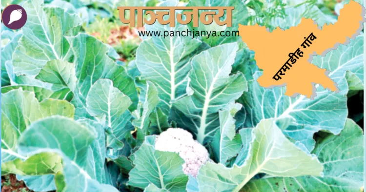 गांव में सब्जी की खेती का एक दृश्य