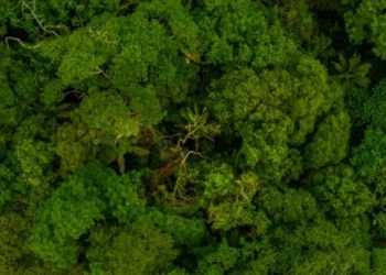 World Forestry Day