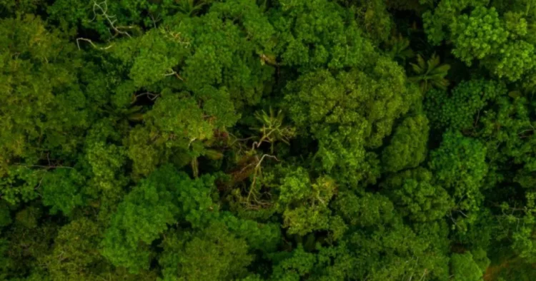World Forestry Day