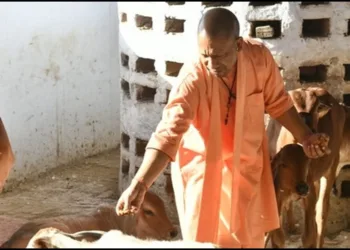 Yogi Aadityanath Cow saving model