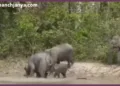 corbett tiger reserve elephant census starts wii