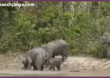 corbett tiger reserve elephant census starts wii