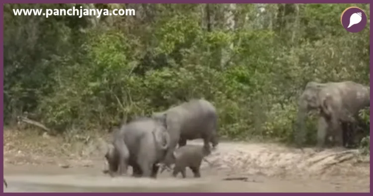 corbett tiger reserve elephant census starts wii