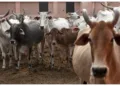 प्रतीकात्मक तस्वीर