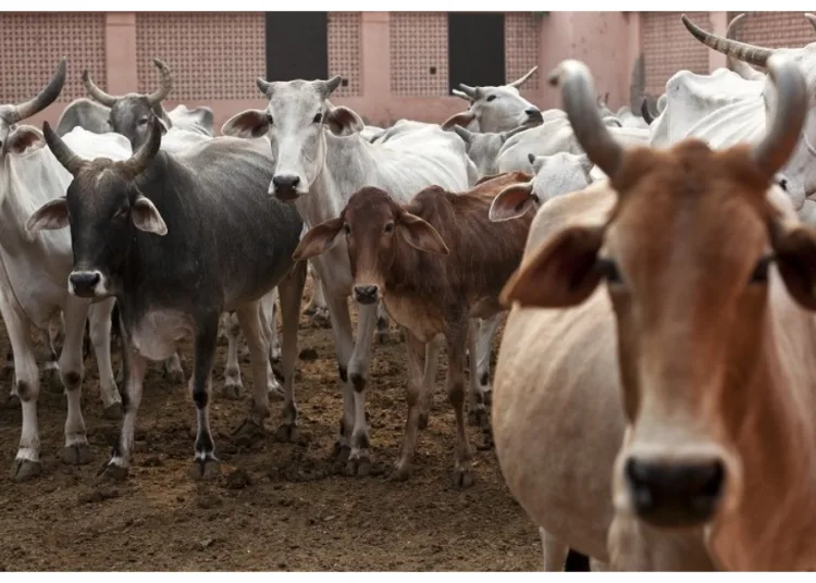 प्रतीकात्मक तस्वीर