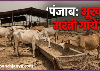 Cow Fodder Crisis in Punjab Gaushala Protest Warning