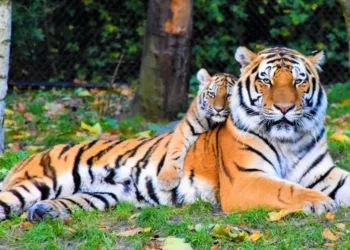 जंगल का संतुलन बनाते हैं बाघ