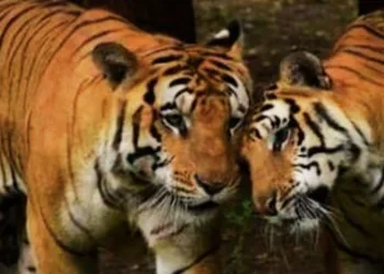 प्रतीकात्मक तस्वीर