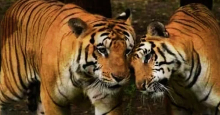 प्रतीकात्मक तस्वीर