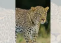 World Leopard Day