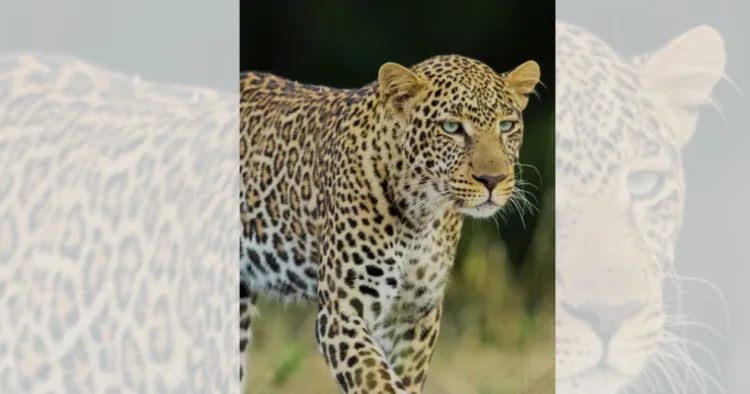 World Leopard Day