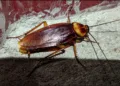 Cockroach