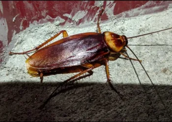 Cockroach
