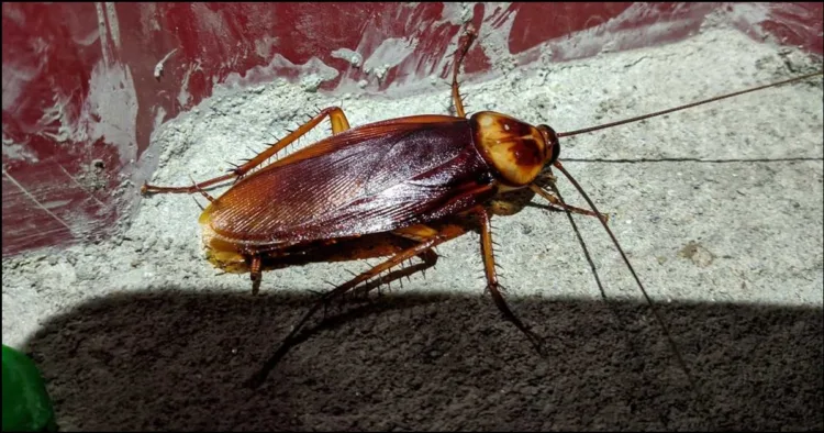 Cockroach