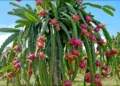 Dragon fruit Farming