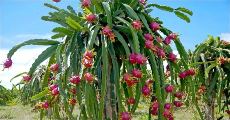 Dragon fruit Farming