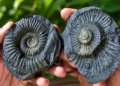 ncient shaligram fossils found in lapthal niti valley chamoli uttarakhand