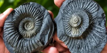 ncient shaligram fossils found in lapthal niti valley chamoli uttarakhand