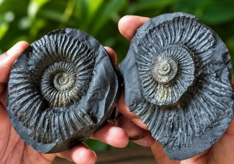 ncient shaligram fossils found in lapthal niti valley chamoli uttarakhand