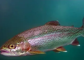 Uttarakhand Rainbow Trout Fish Export Nepal International Market Saurabh Bahuguna
