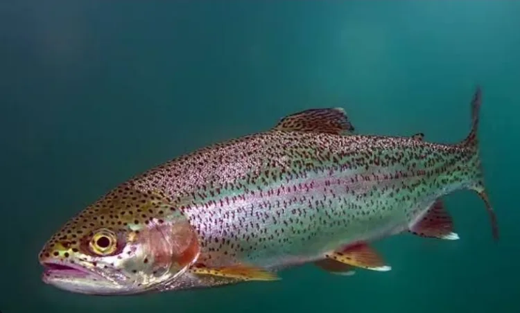 Uttarakhand Rainbow Trout Fish Export Nepal International Market Saurabh Bahuguna