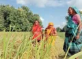 प्रतीकात्मक तस्वीर