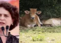प्रियंका गांधी ने प्रोफेसर कामकोटि को निशाना बनाते हुए गौमूत्र पर की टिप्पणी।