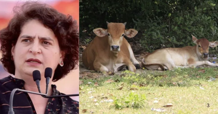 प्रियंका गांधी ने प्रोफेसर कामकोटि को निशाना बनाते हुए गौमूत्र पर की टिप्पणी।