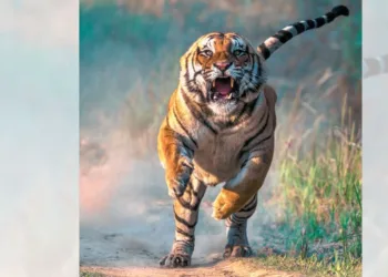 प्रतीकात्मक तस्वीर